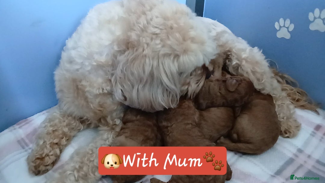Cavapoo dogs for sale: Exquisite Red Cavapoo Boy Puppy  - Advert 10