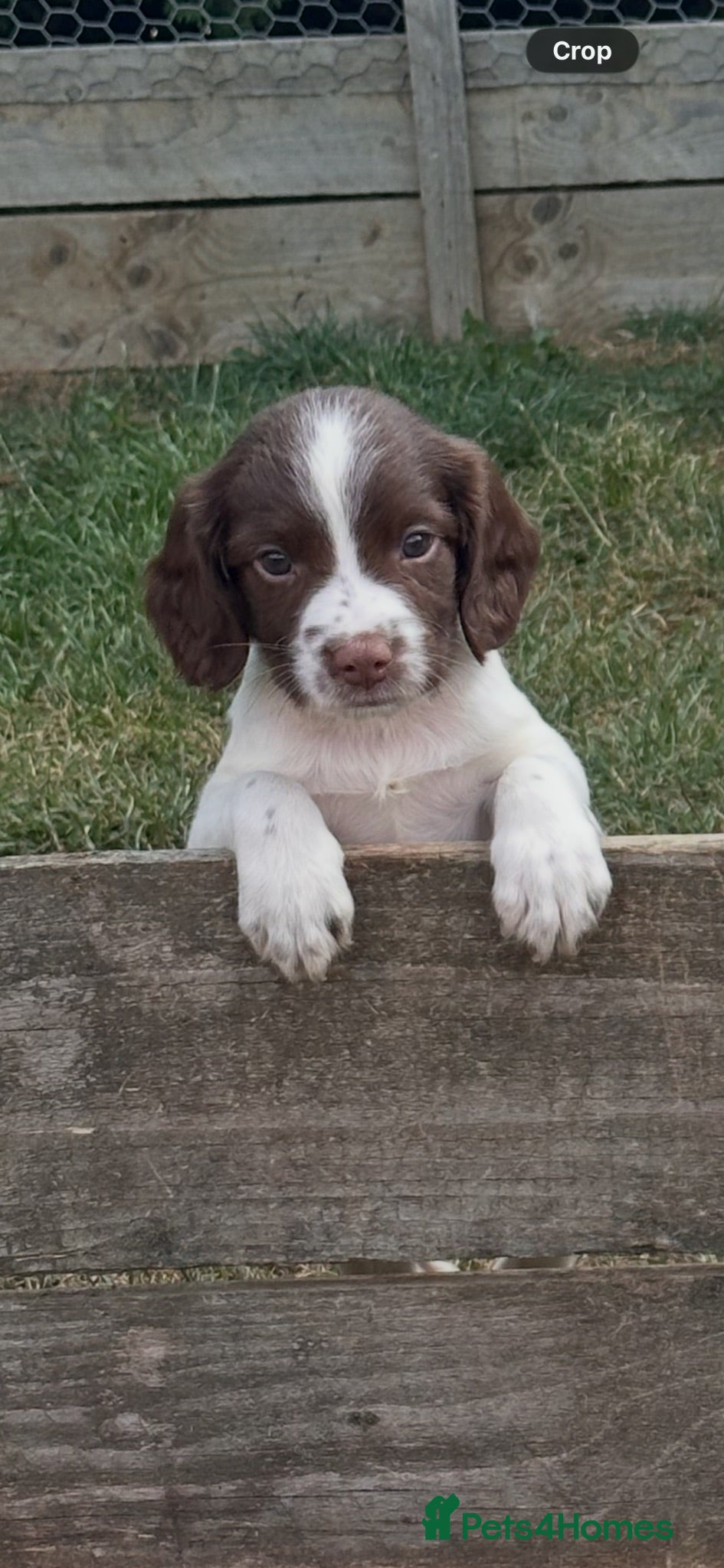 English Springer Spaniel dogs Gorgeous Springer Spaniel Puppies - Advert 10