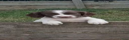 English Springer Spaniel dogs for sale: 1 Gorgeous Springer Boy Left - Advert 2