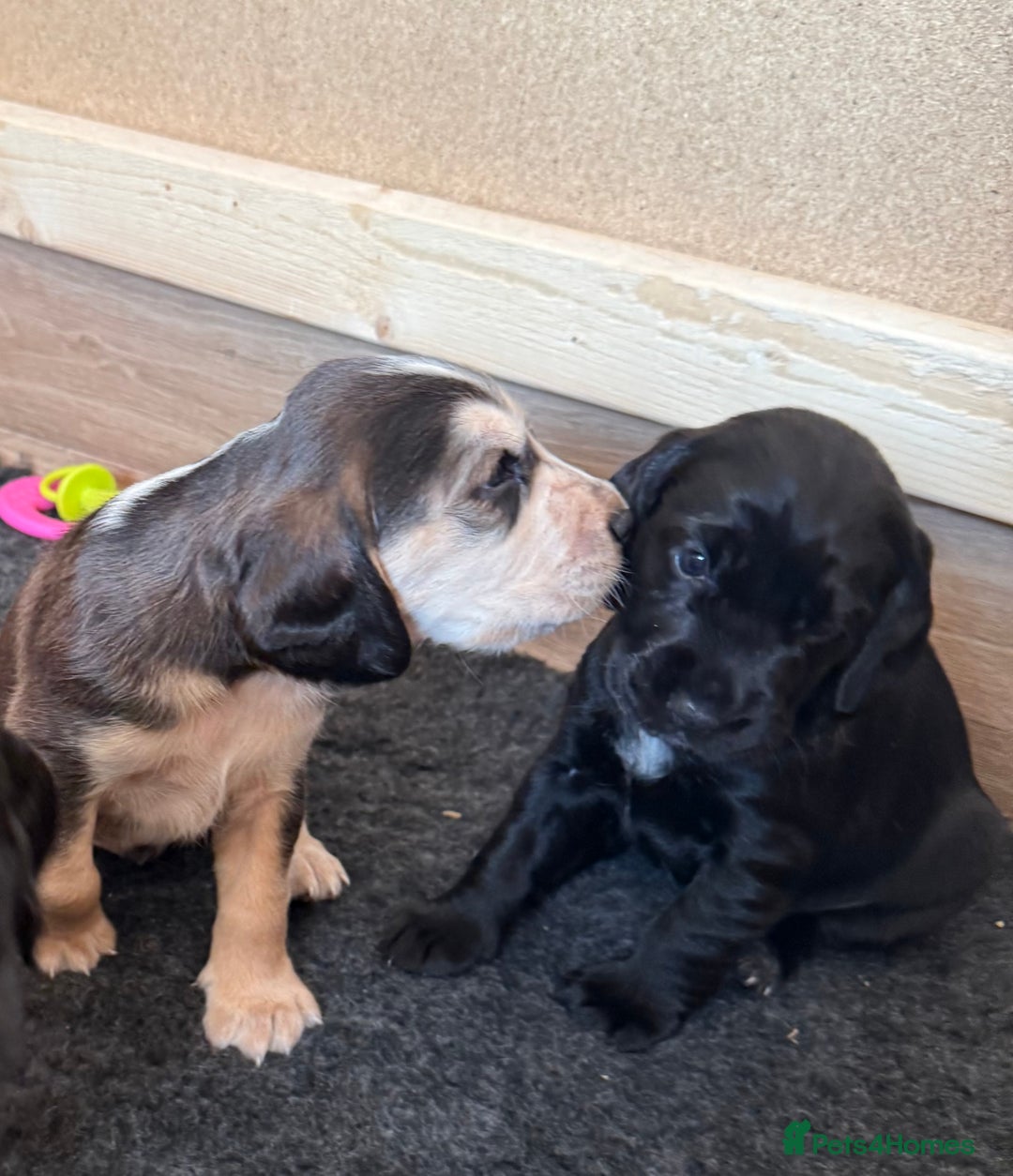 Cockerdor dogs for sale: Cockerdor puppies ready 10th October.  - Image 28