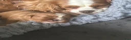 Cavalier King Charles Spaniel dogs for sale: Beautiful KC Registered Litter - Advert 9