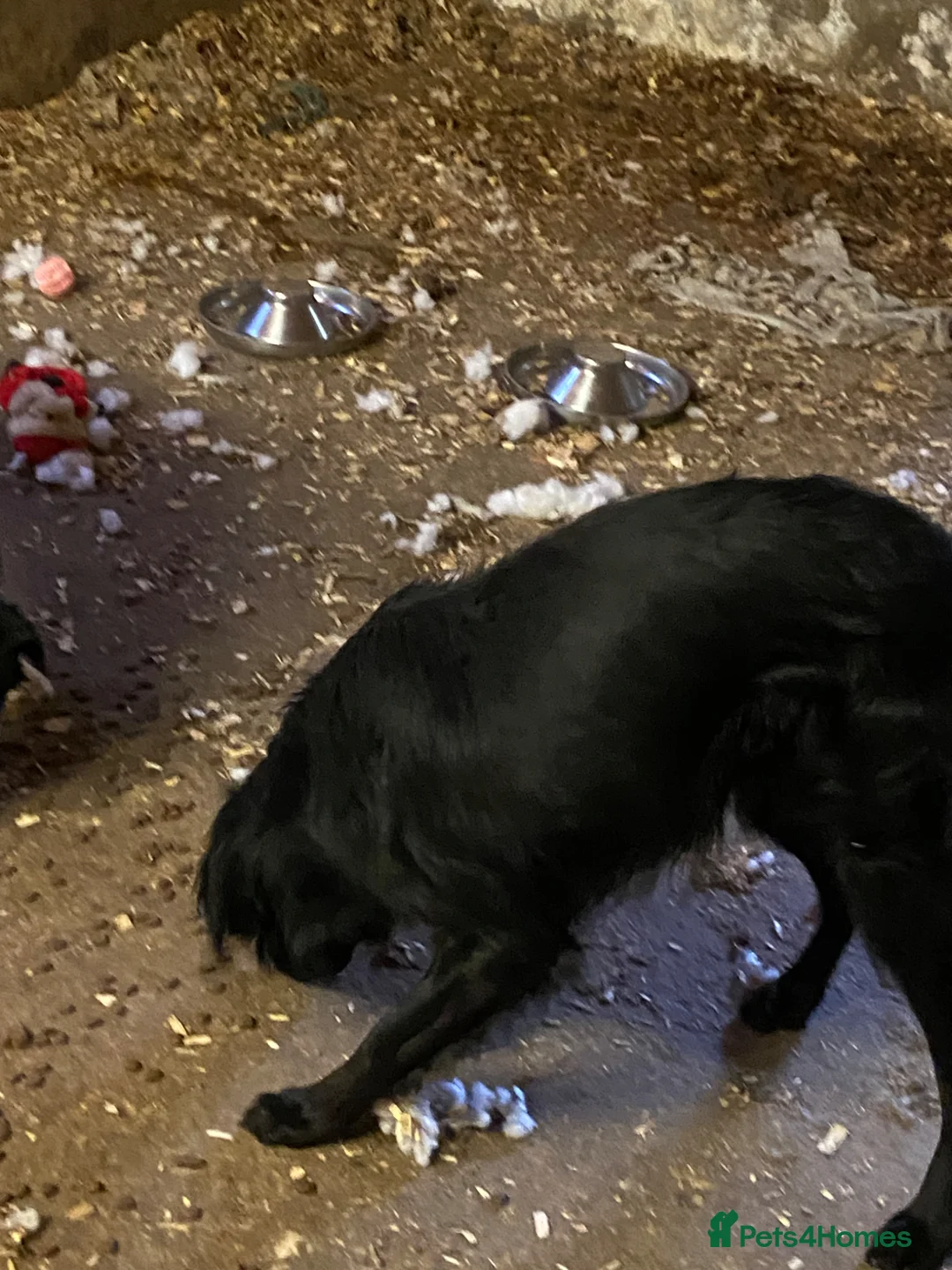 Mixed Breed dogs for sale: Collie X Dogs - Advert 2