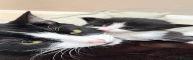 Black and white kitten