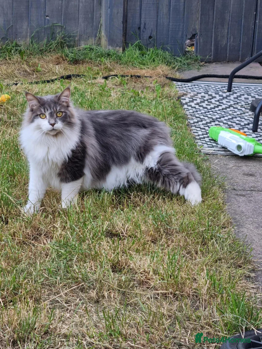 Mixed Breed cats for sale: Rehoming our cat Ted to good home - Advert 2