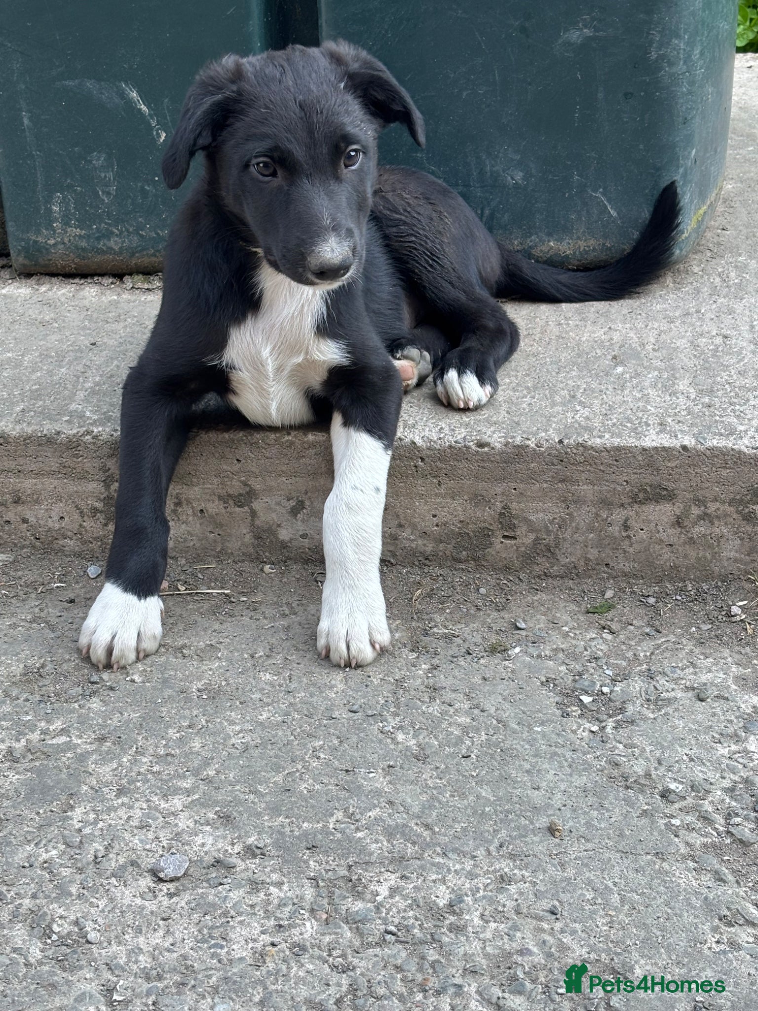 Mixed Breed dogs 1 Gorgeous Boy Ready To Go Now 😍 - Advert 1