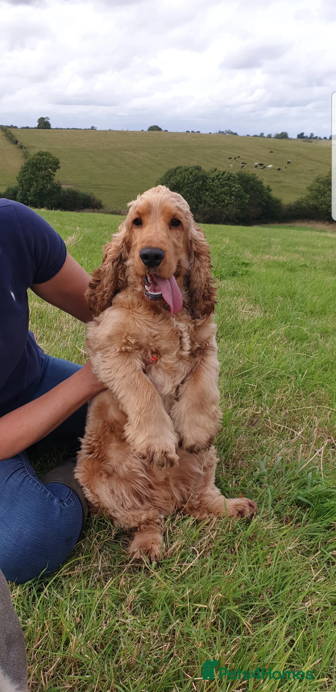 Cocker Spaniel dogs for stud: Proven KC Reg Show Cocker Spaniel Stud in Leicester - Advert 8