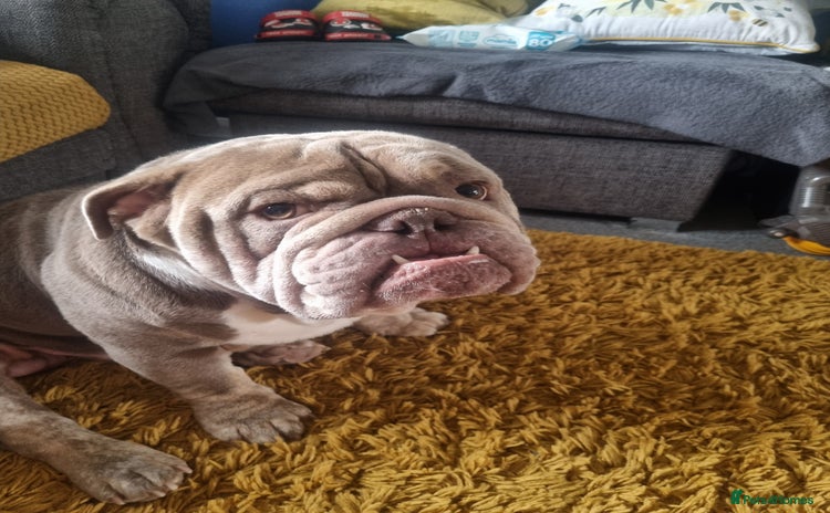 English Bulldog dogs - Advert 1