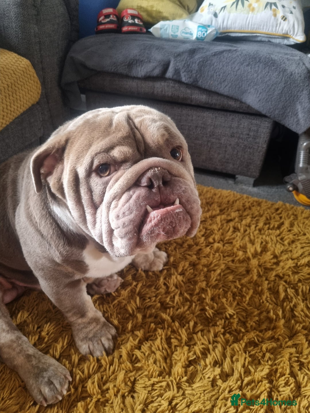 English Bulldog dogs for sale: Male English bull dog - Image 1