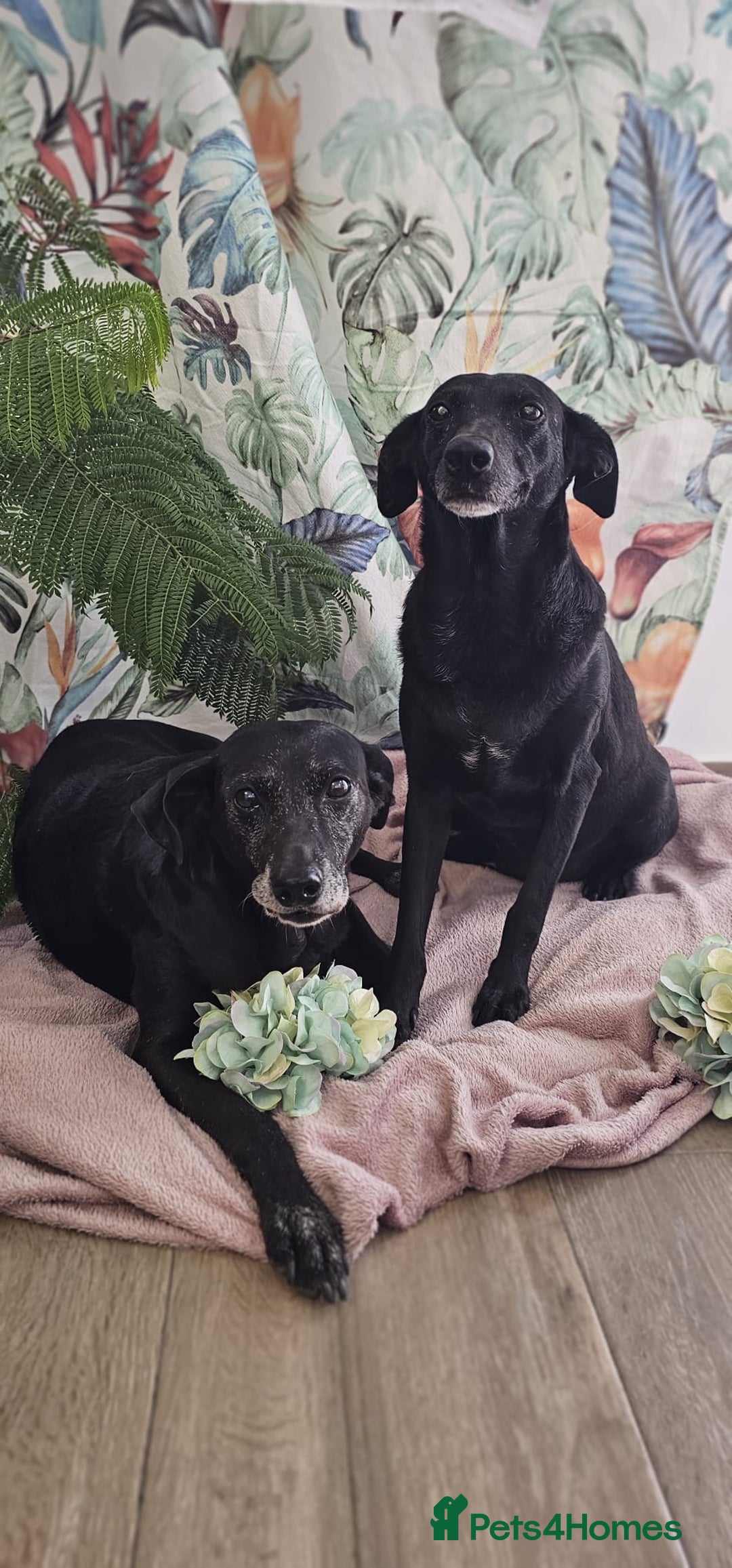 Mixed Breed dogs for adoption: A joint home needed for two Grandma’s - Image 14