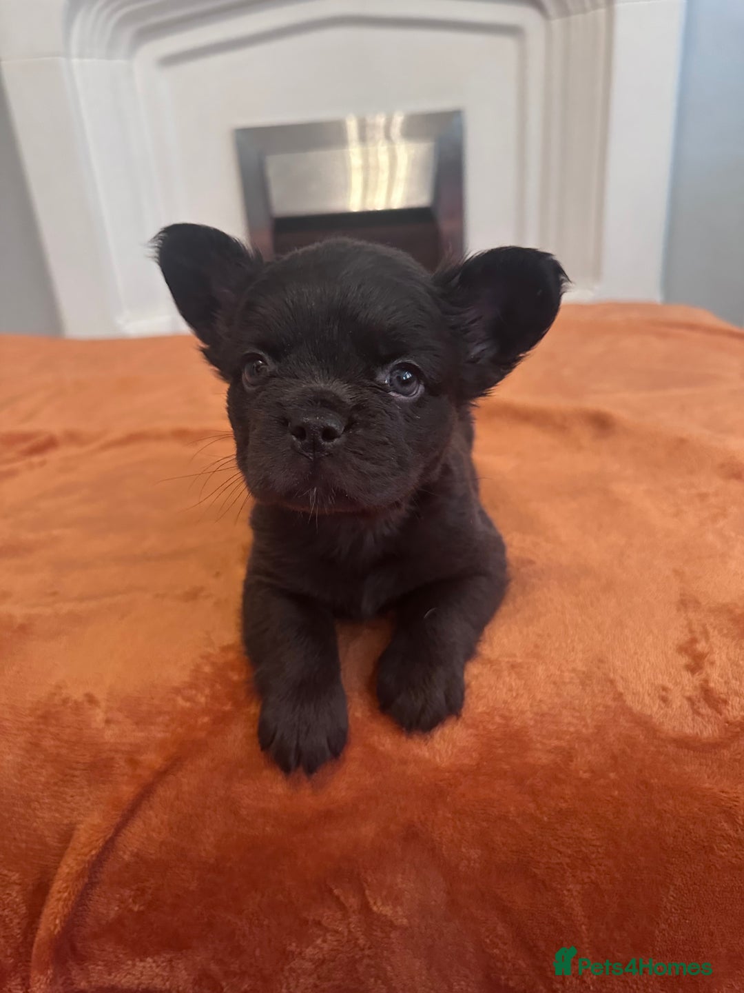 French Bulldog dogs for sale: Fluffy FrenchBulldogs - Image 22