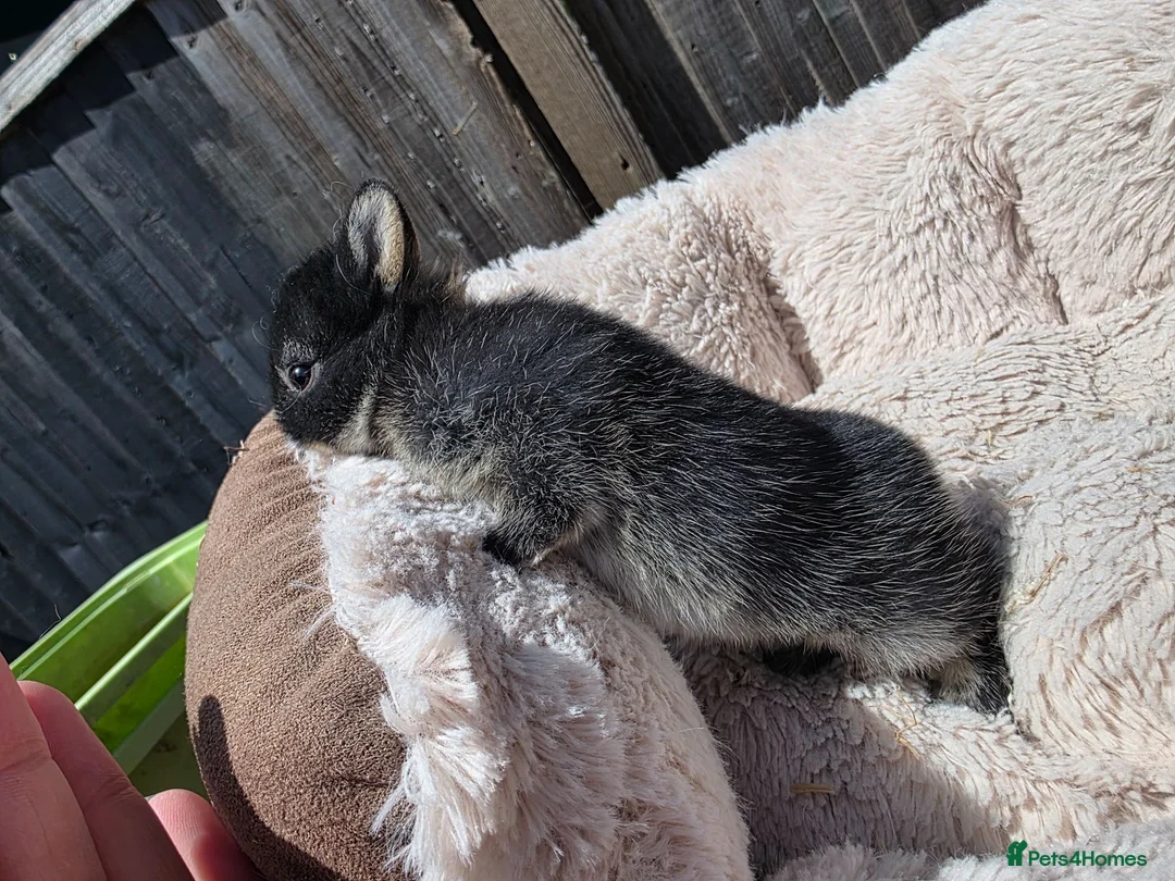 Netherland Dwarf rabbits for sale: Netherland dwarf bunnies - Advert 11