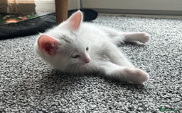 Mixed Breed cats for sale: Healthy & Playful Kittens - Image 1