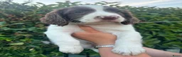 English Springer Spaniel dogs for sale: 2 male spaniel pups - Advert 6