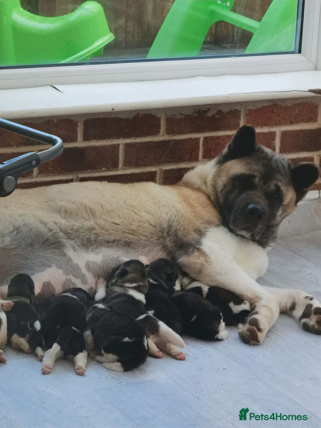 Akita dogs for sale: AMERICAN AKITA PUPPIES FOR SALE - Advert 9