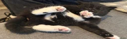 Mixed Breed cats for sale: Long hair kittens - Advert 14