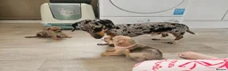 Chiweenie dogs for sale: Chiweenie  - Advert 16
