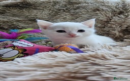 Mixed Breed cats for sale: 7 gorgeous cuties - Image 2