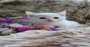 Mixed Breed cats - Advert 5