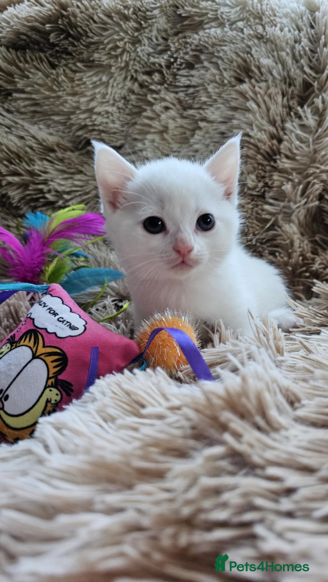 Mixed Breed cats for sale: 7 gorgeous cuties - Image 2