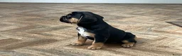 Mixed Breed dogs for sale: Beautiful French bulldog x spaniel  - Advert 4