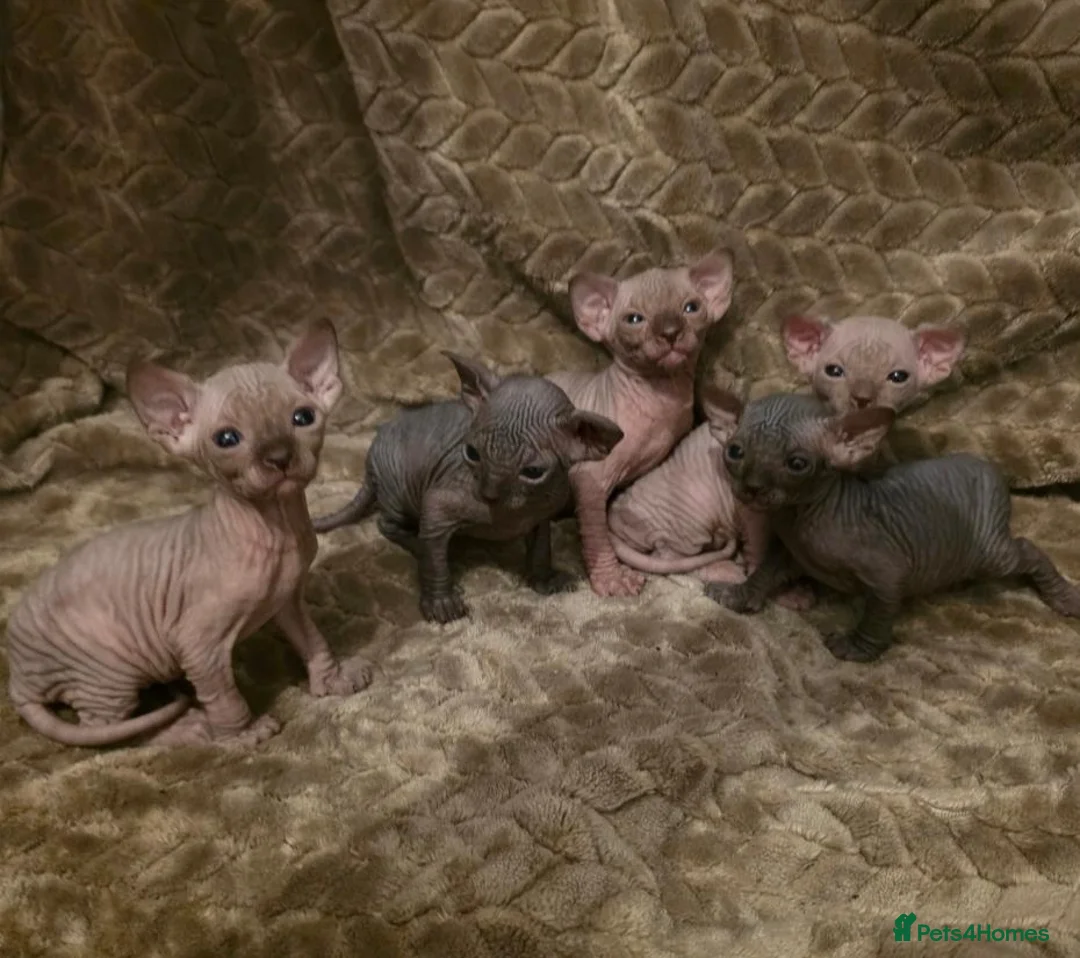 Sphynx cats for sale: TICA Registered Sphynx Kittens - Advert 1