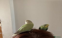 Lovebirds birds for sale: Beautiful hand reared baby lovebird  - Image 1