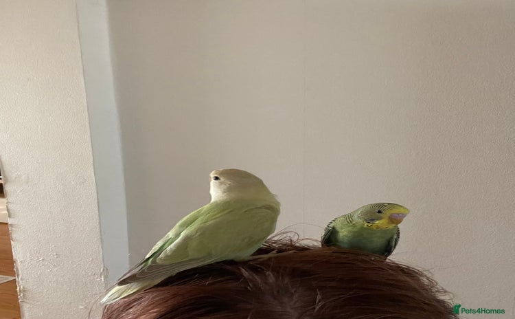 Lovebirds birds - Advert 1