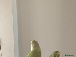 Lovebirds birds - Advert 17