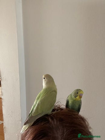 Lovebirds birds - Advert 17