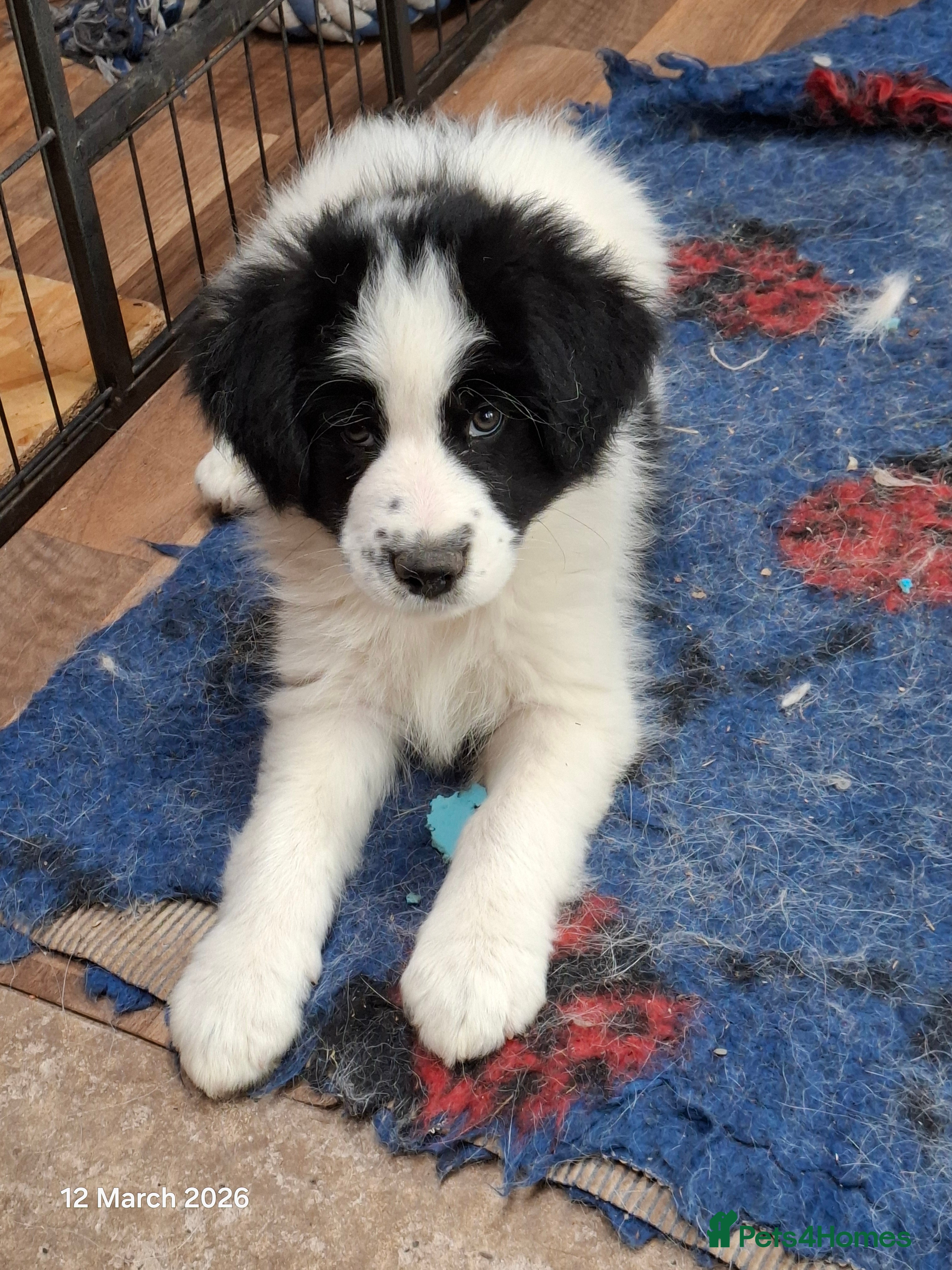 Samoyed dogs Samoyed x Border Collie Hybrid pups - Advert 5
