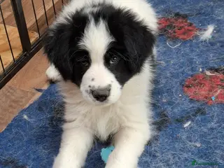 Samoyed dogs Samoyed x Border Collie Hybrid pups - Advert 3