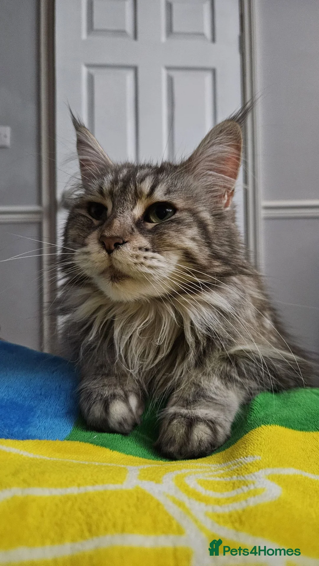 Maine Coon cats for sale: Beautiful, well handled Maincoon kittens  in Gosport - Advert 2