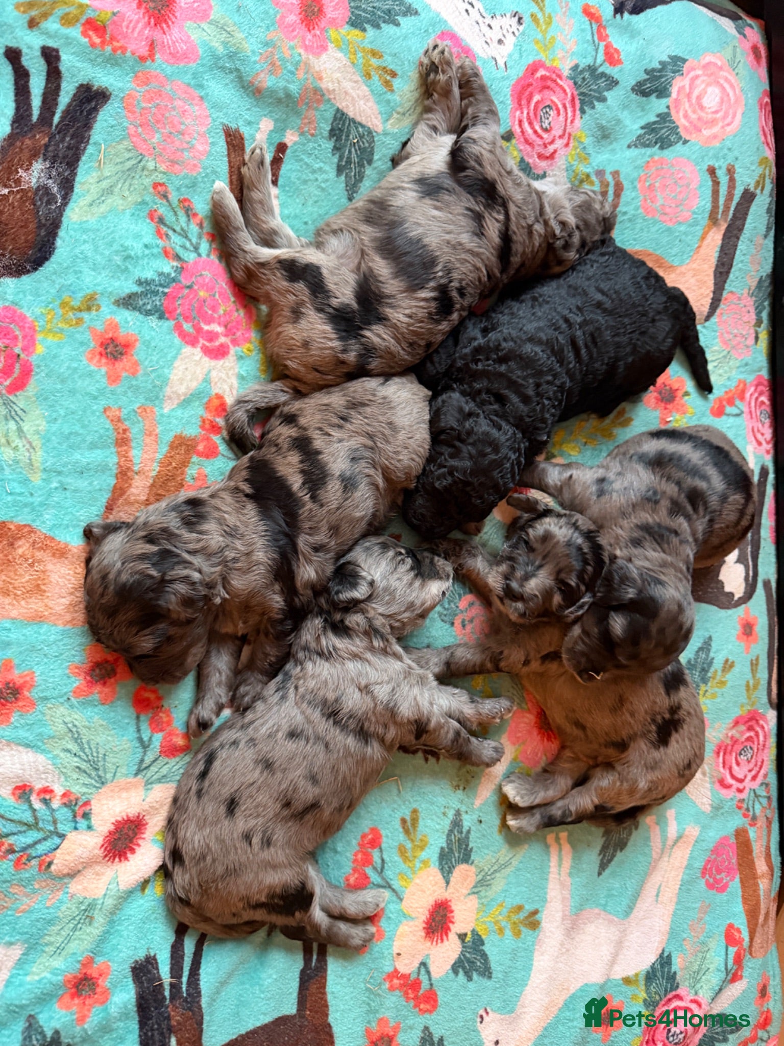 Mini Goldendoodle dogs Beautiful miniature F2b goldendoodles.  - Advert 1