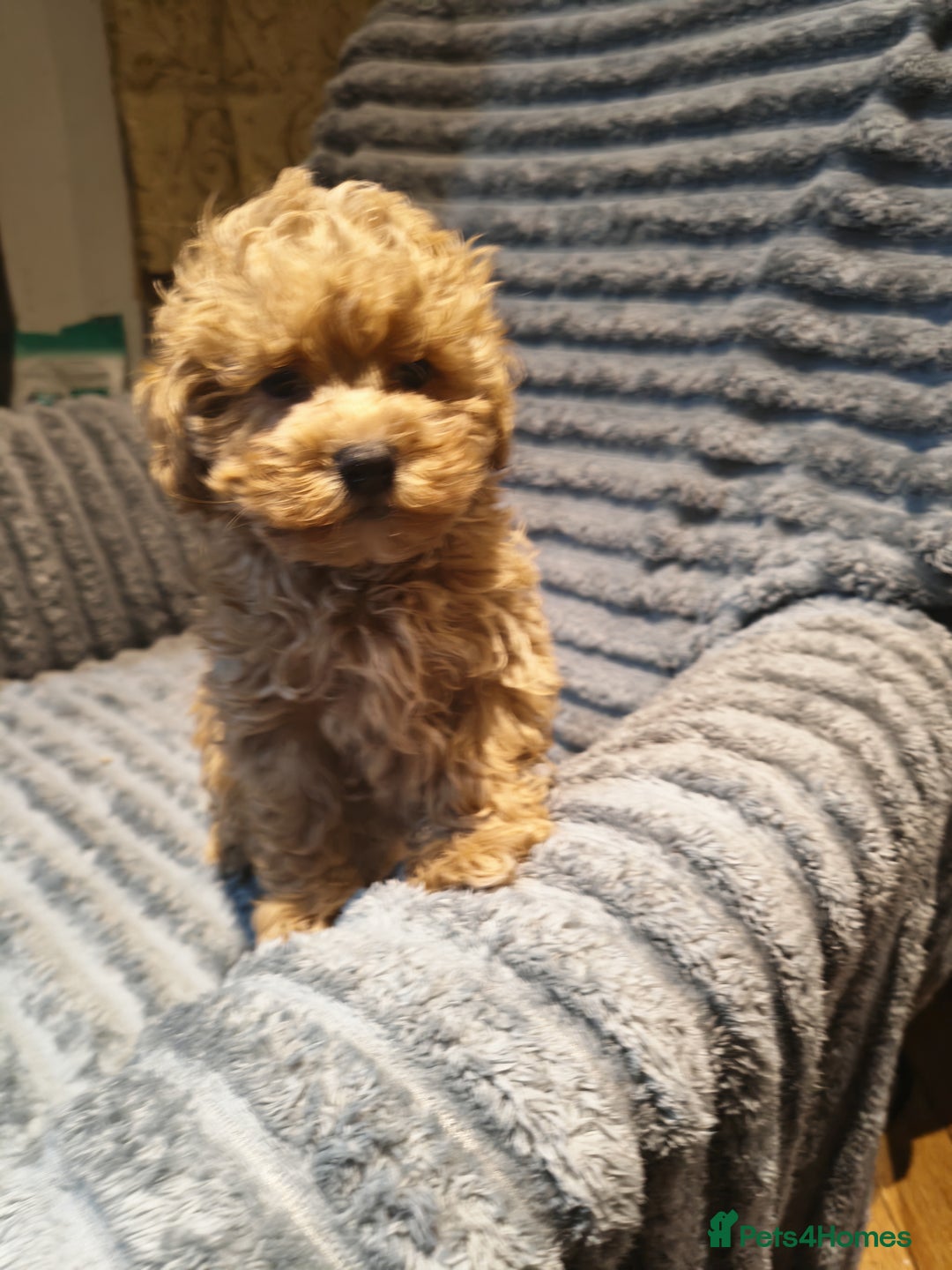 Maltipoo dogs for sale: Toy Maltipoo Ready to go - Image 7