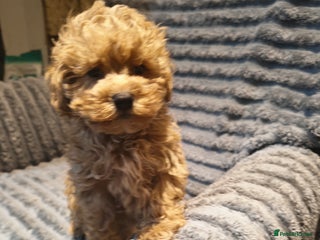 Maltipoo dogs - Advert 2
