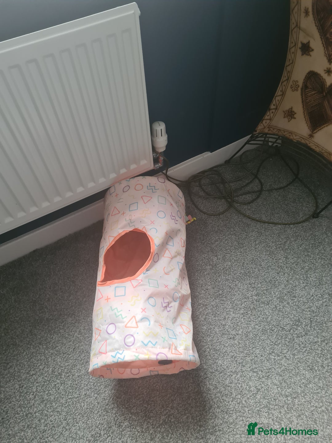 Mixed Breed cats for sale: Kitty - 1 year old, Tabby Cat - Advert 6