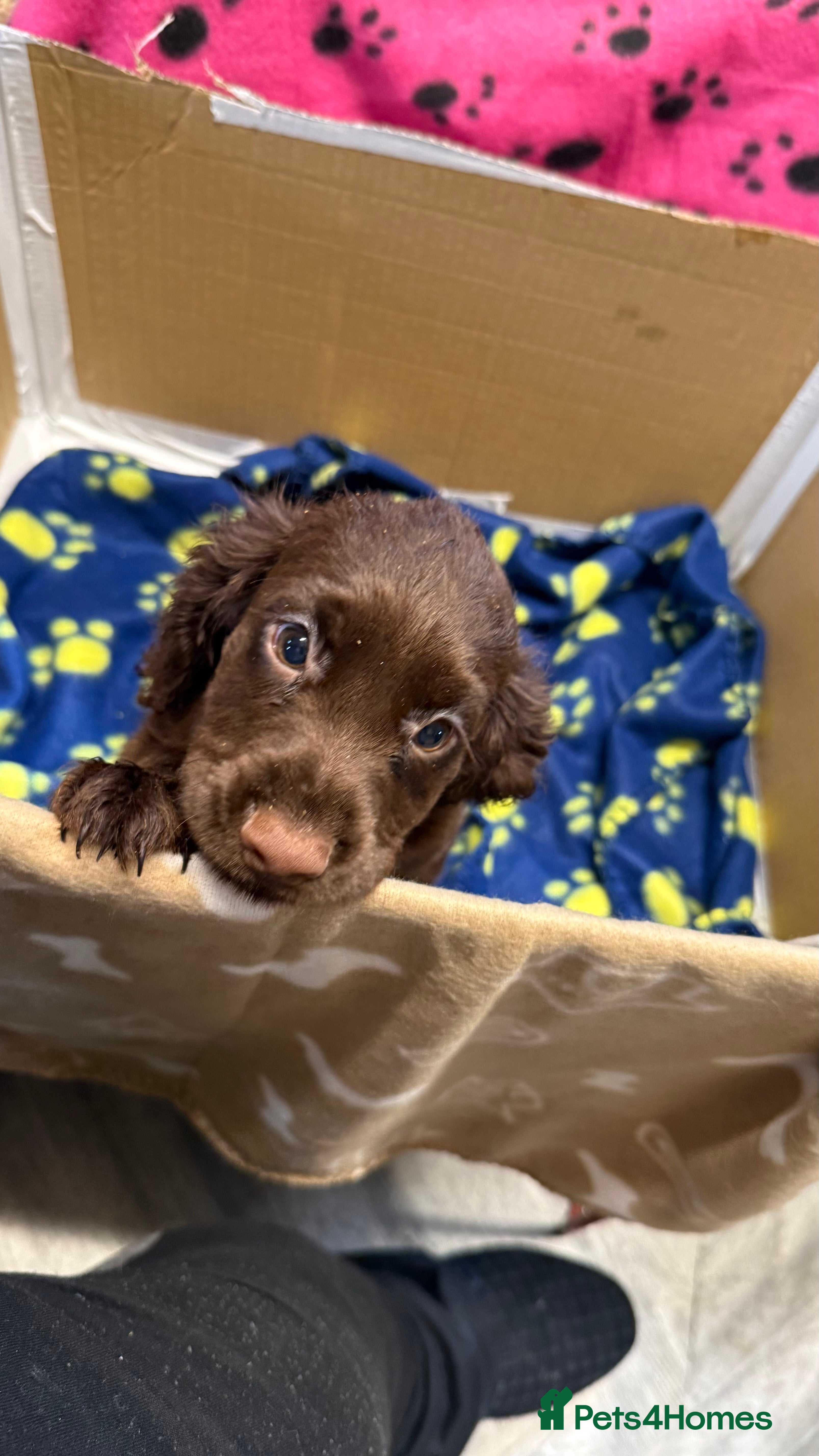 Cocker Spaniel dogs Chocolate merle and family - Advert 2