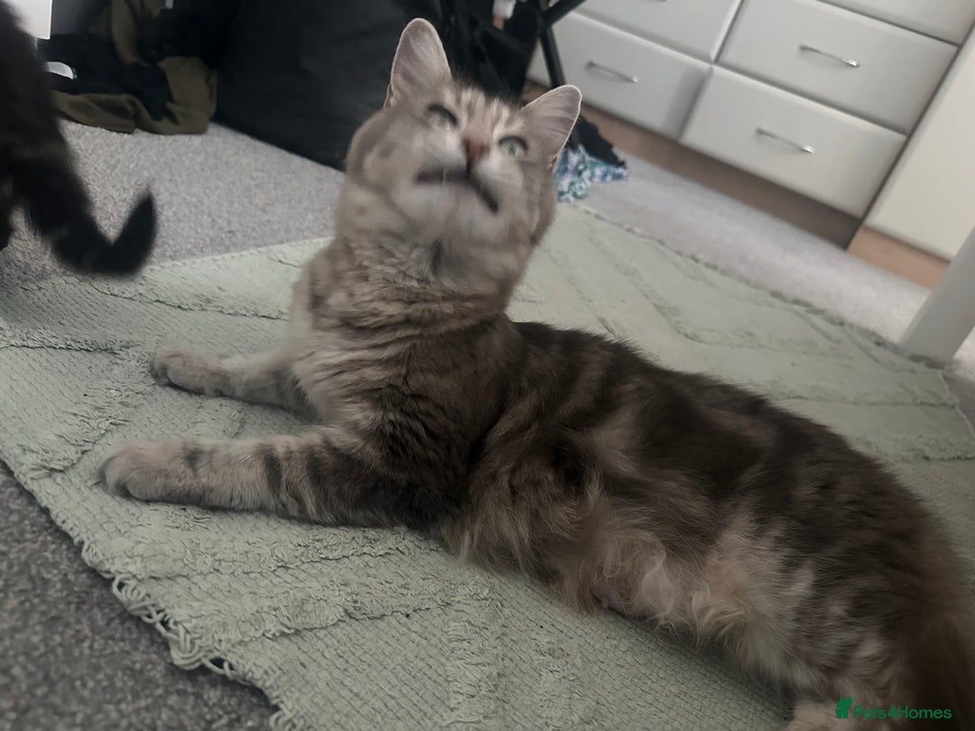 Ragdoll cats for sale: Ragdoll x Maincoone loving babies - Image 9