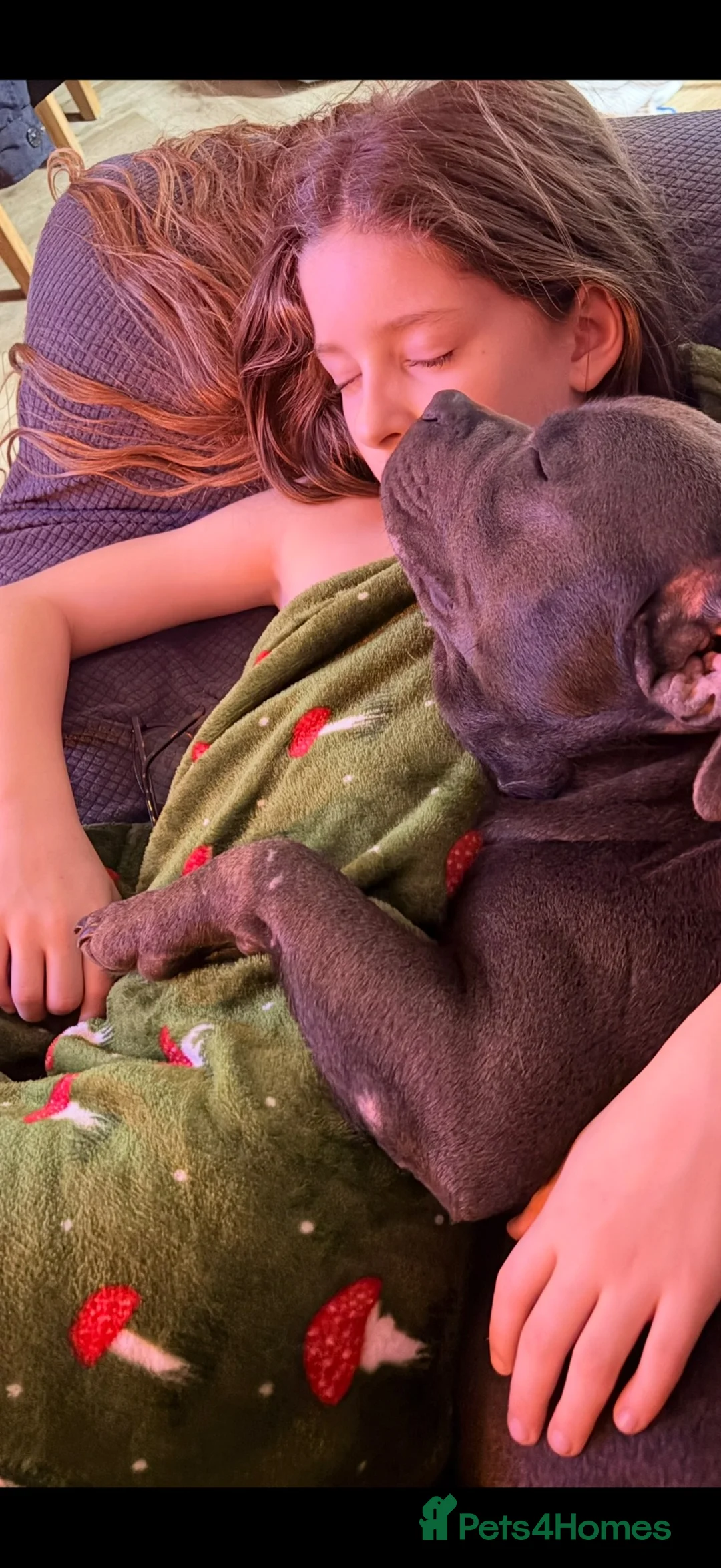 Staffordshire Bull Terrier dogs for sale: Blue Staffordshire female  - Advert 3