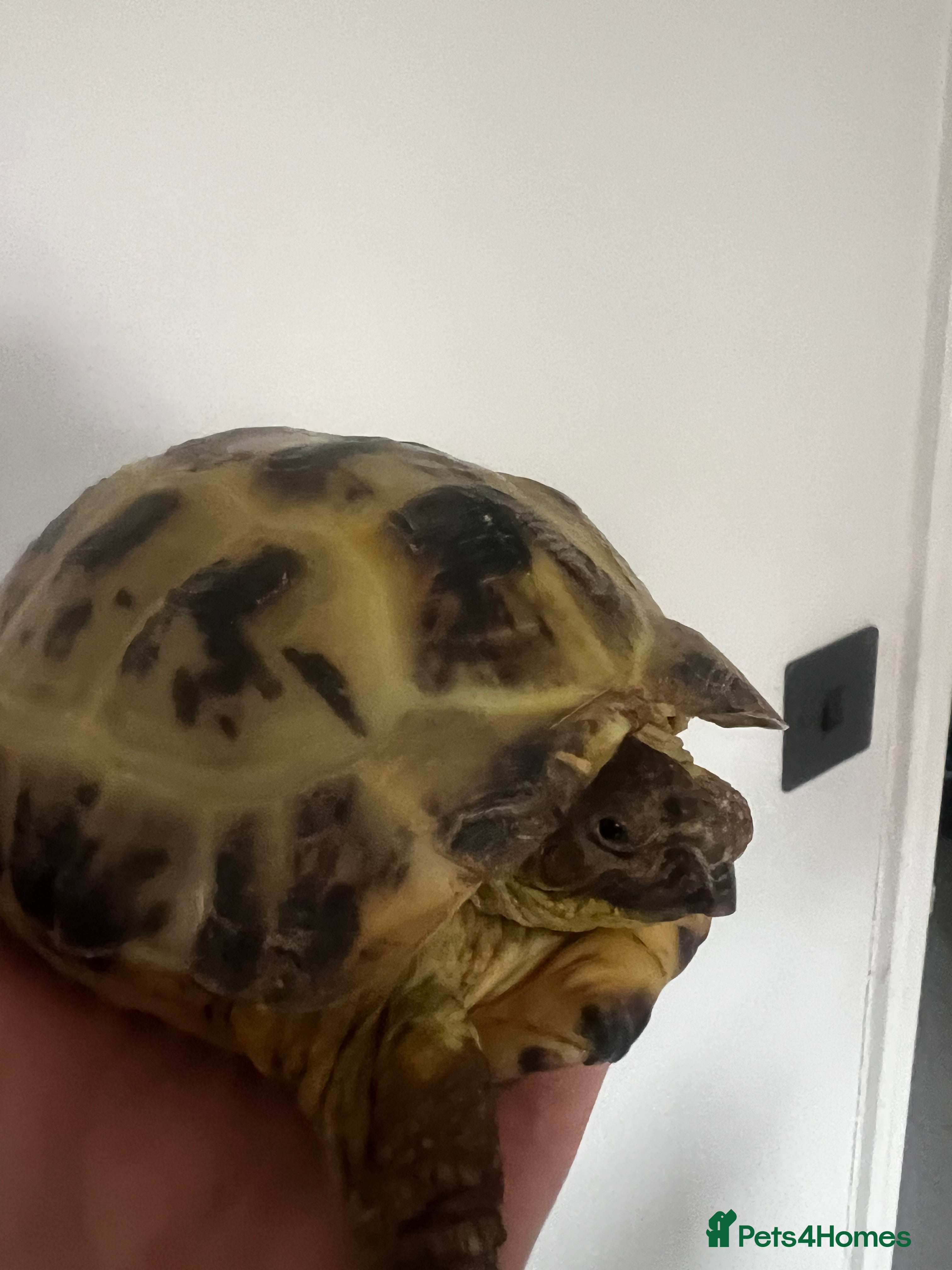Tortoise reptiles Tortoise for sale - Advert 3