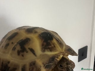 Tortoise reptiles Tortoise for sale - Advert 1