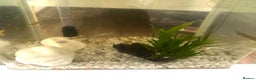 Other/Mixed Breed fish for sale: Small Fish Tank-Small Fish-2 dwarf frogs - Advert 2