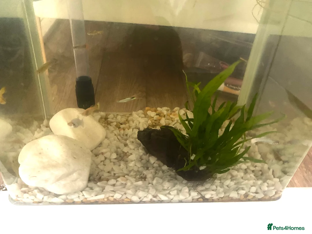 Other/Mixed Breed fish for sale: Small Fish Tank-Small Fish-2 dwarf frogs - Advert 2