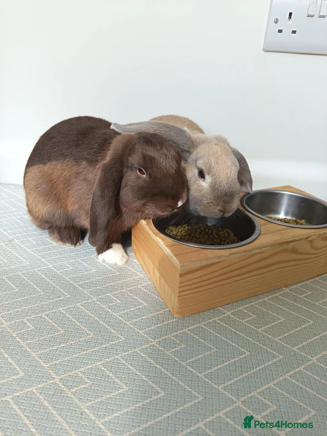 Mini Lop rabbits for sale: Two Gorgeous mini lop brothers for rehoming in Bognor Regis - Advert 2
