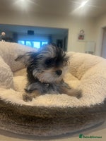 Mixed Breed dogs Beautiful female yorkie - Advert 3