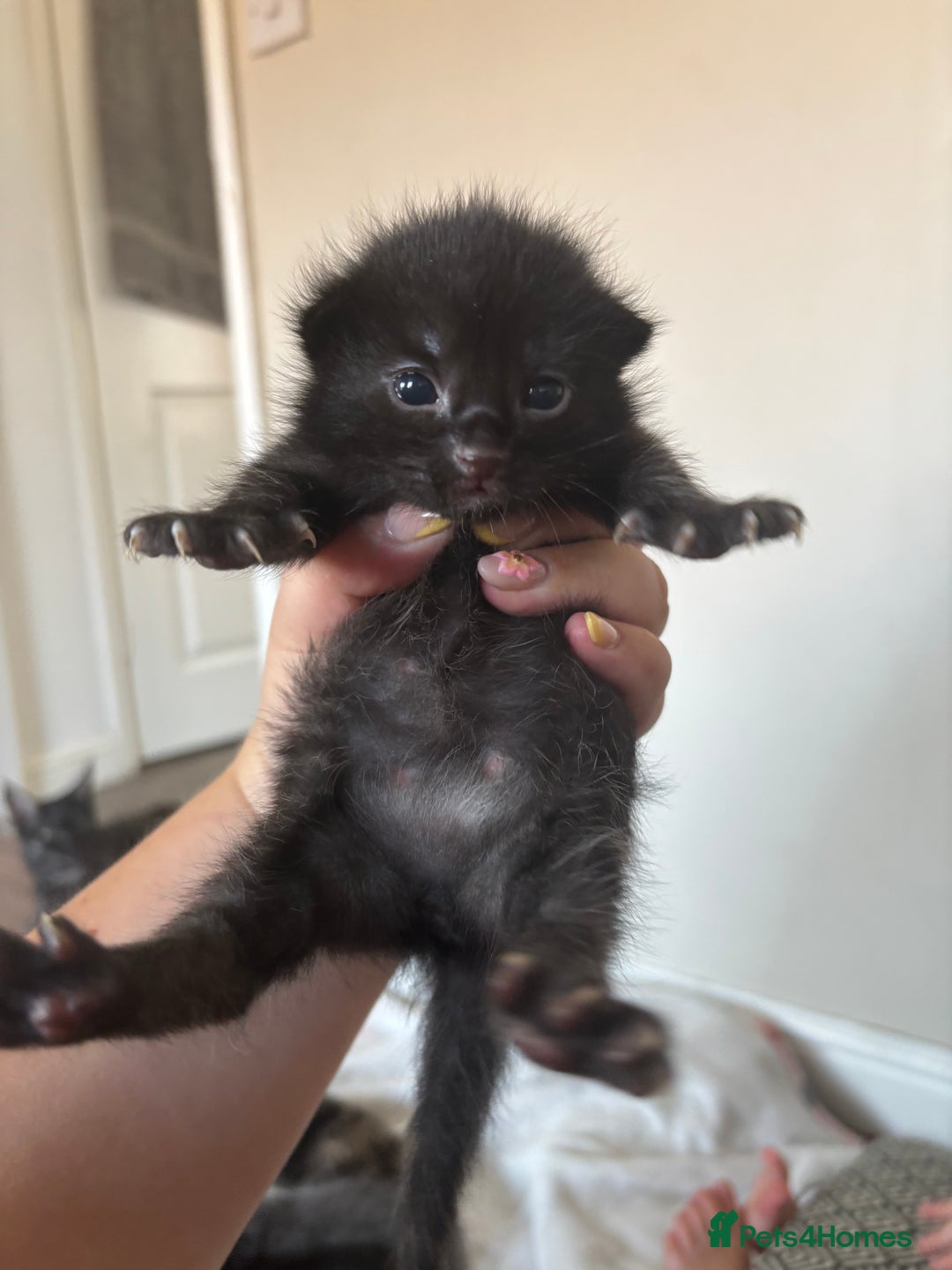 Maine Coon cats for sale: 5 bengal/maine coon kittens - Image 7