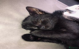 Mixed Breed cats for sale: Kittens  - Image 18