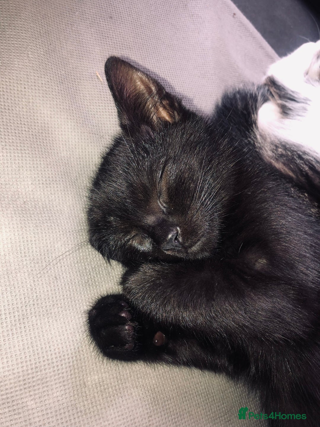 Mixed Breed cats for sale: Kittens  - Image 18