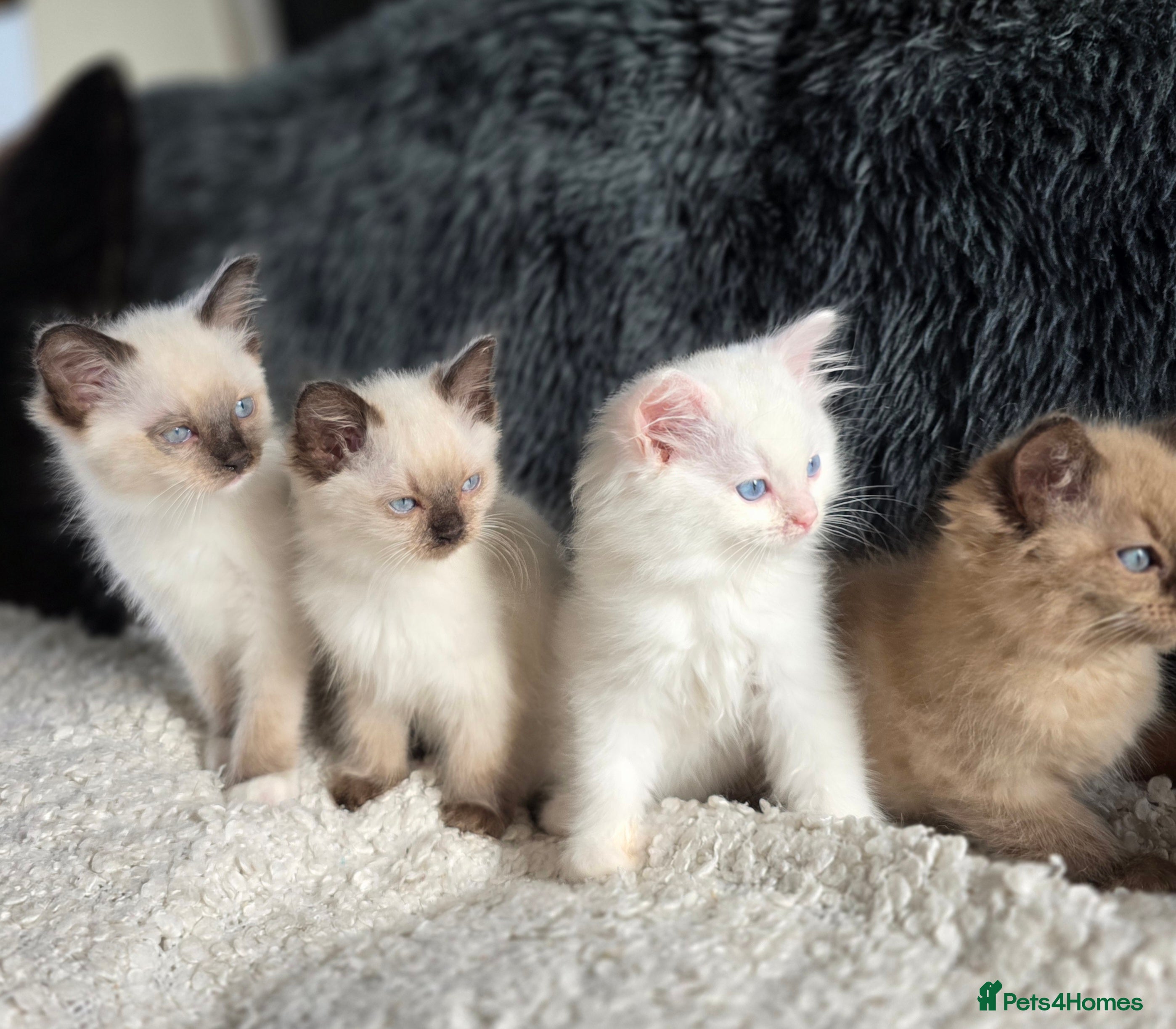 Ragdoll cats Quality Ragdoll Kittens - Advert 2