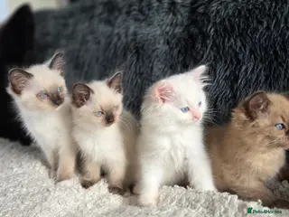 Ragdoll cats Quality Ragdoll Kittens - Advert 2